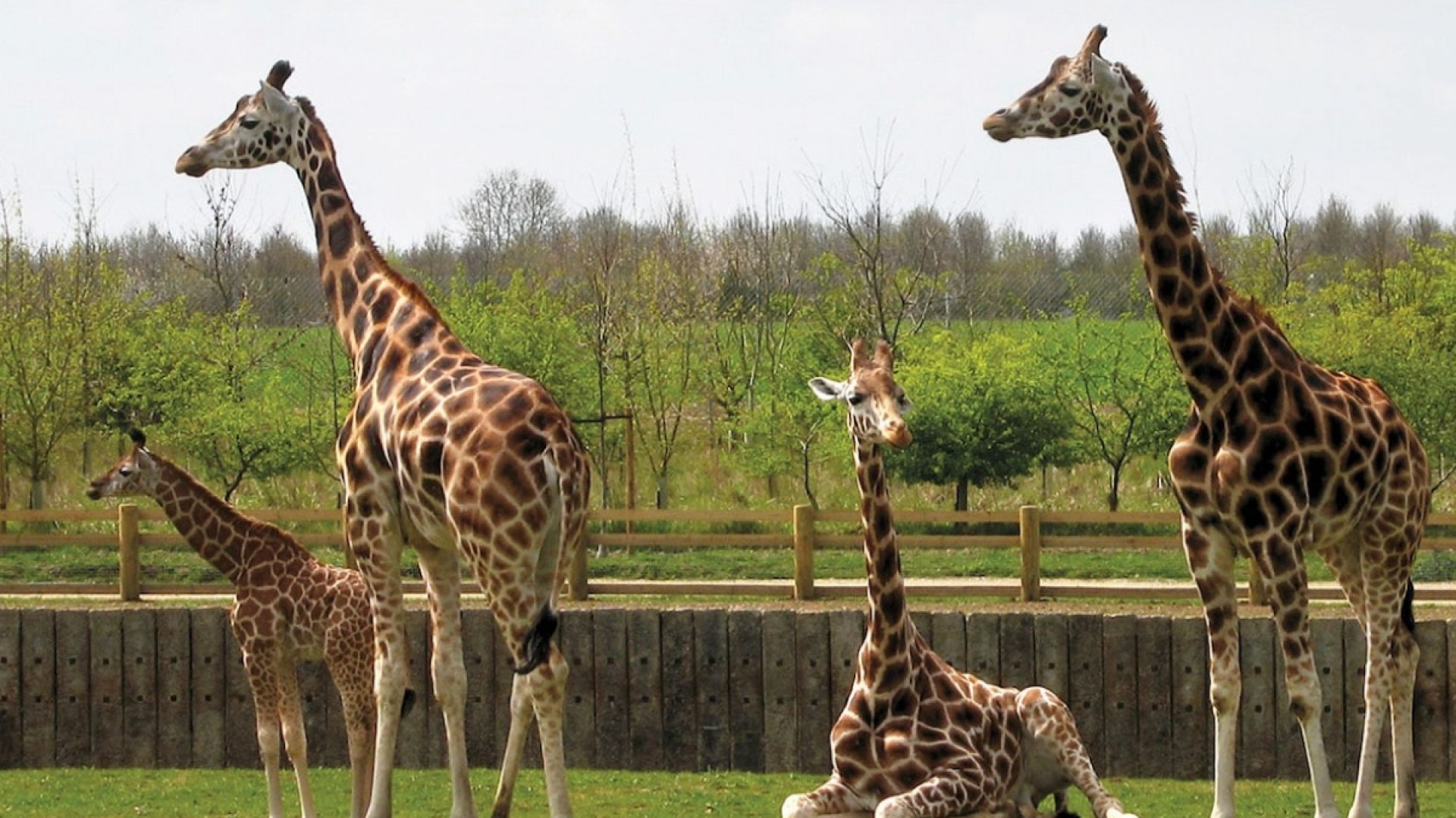 Banham Zoo giraffes