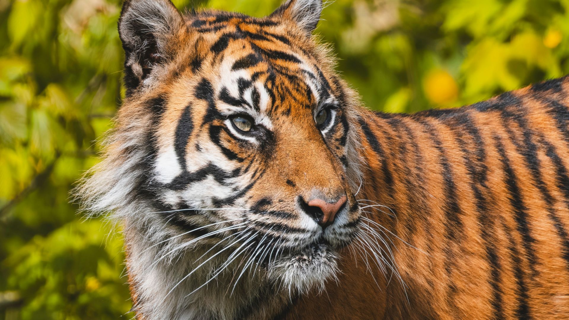 Flamingo Land zoo tiger