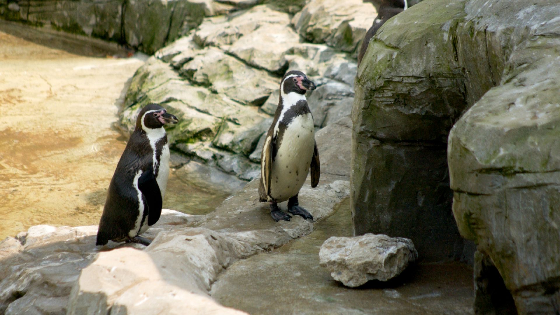 Flamingo Land winter penguins