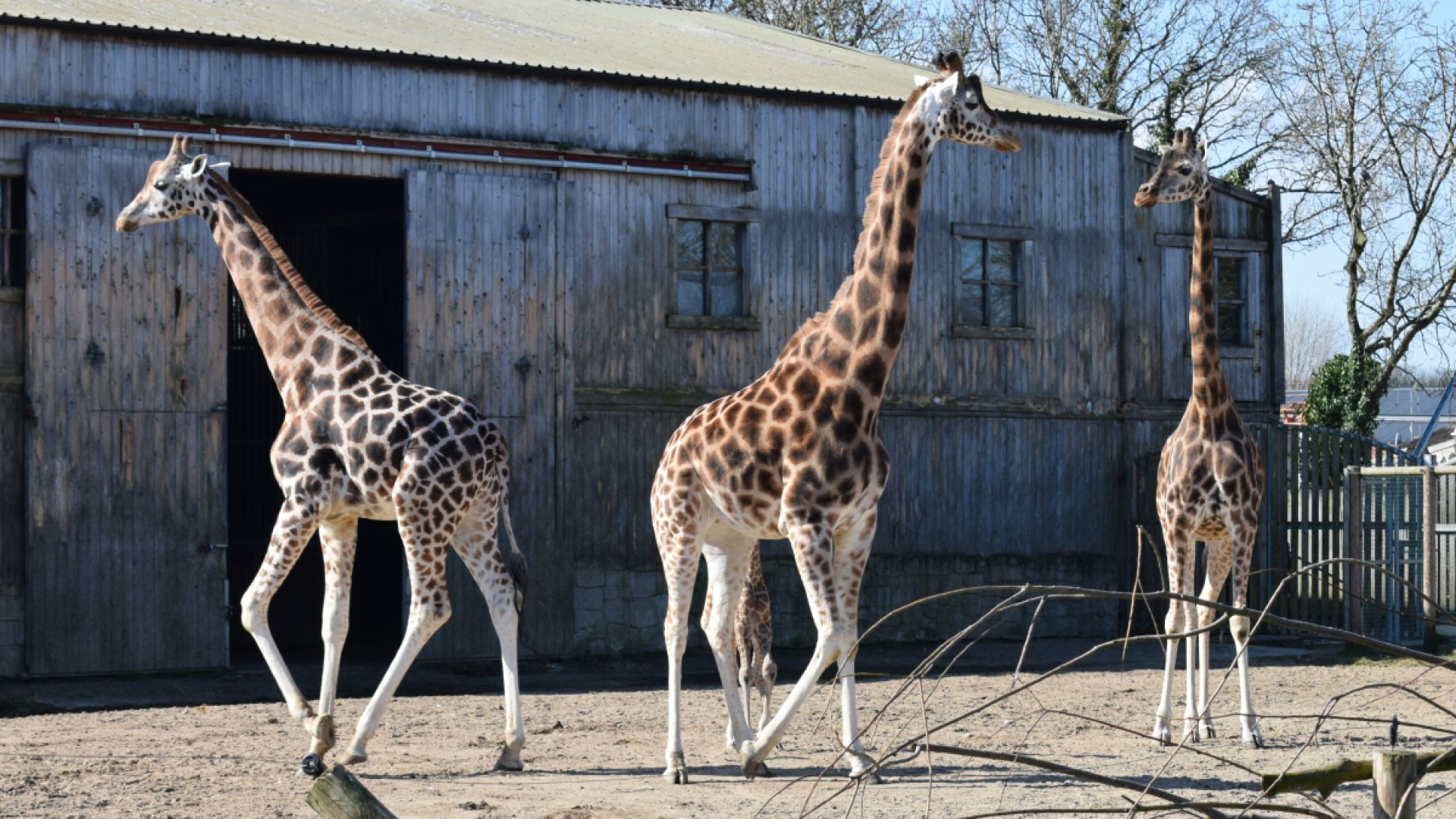 Giraffes in Flamingo Land zoo