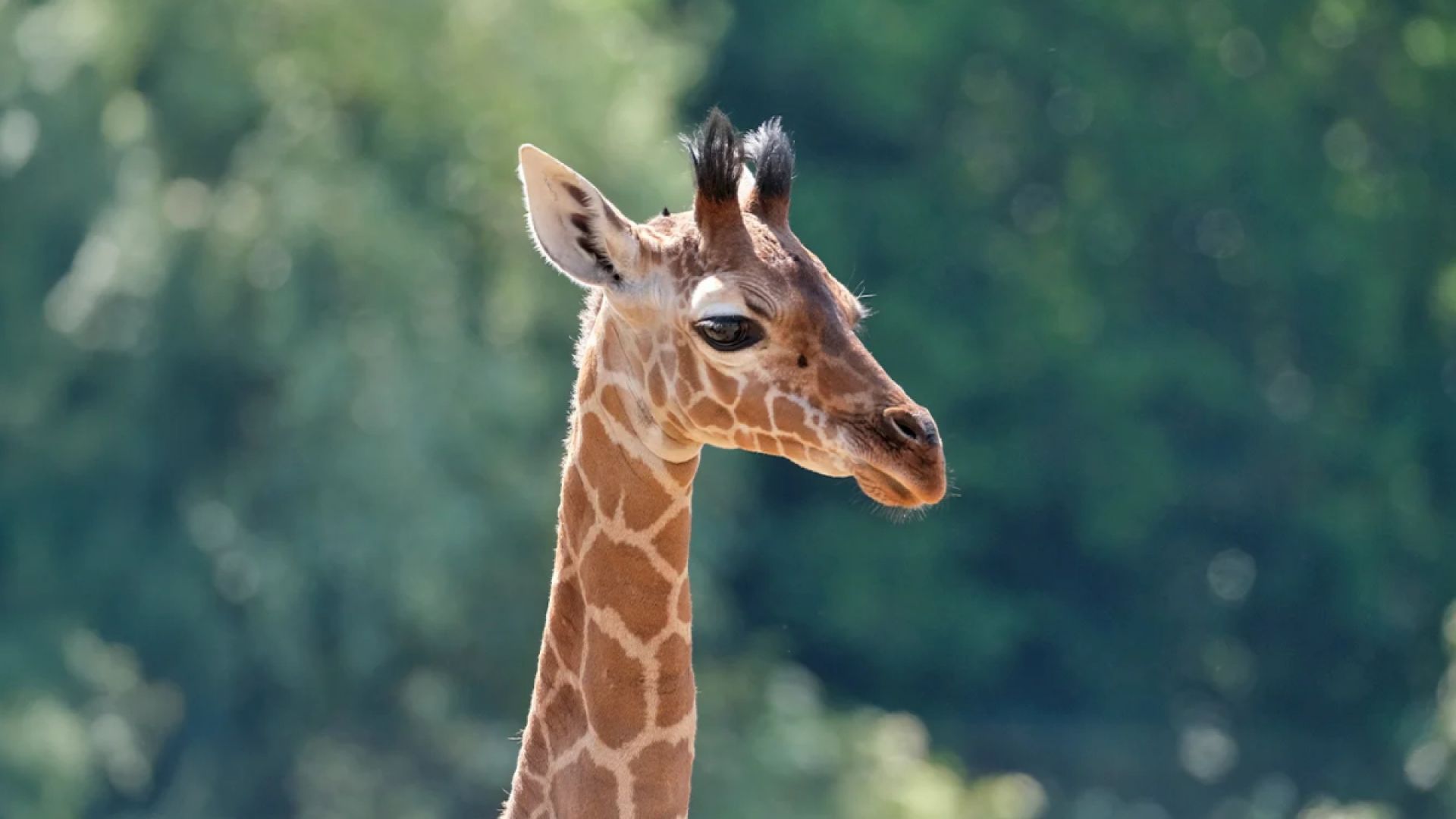 Africa Alive giraffe