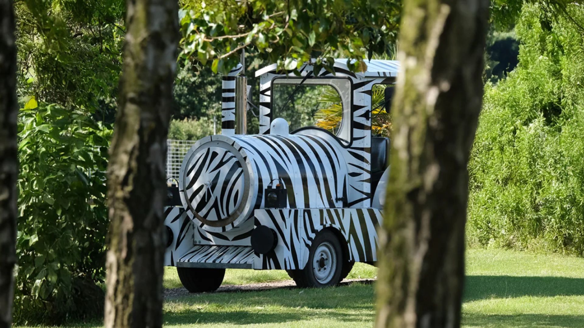Africa Alive zebra transport