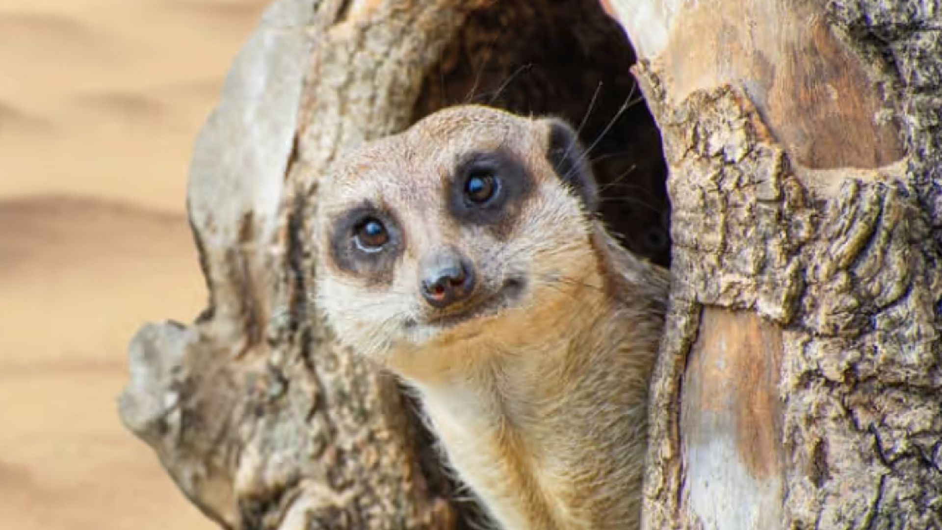 Wicksteed Park zoo meerkat