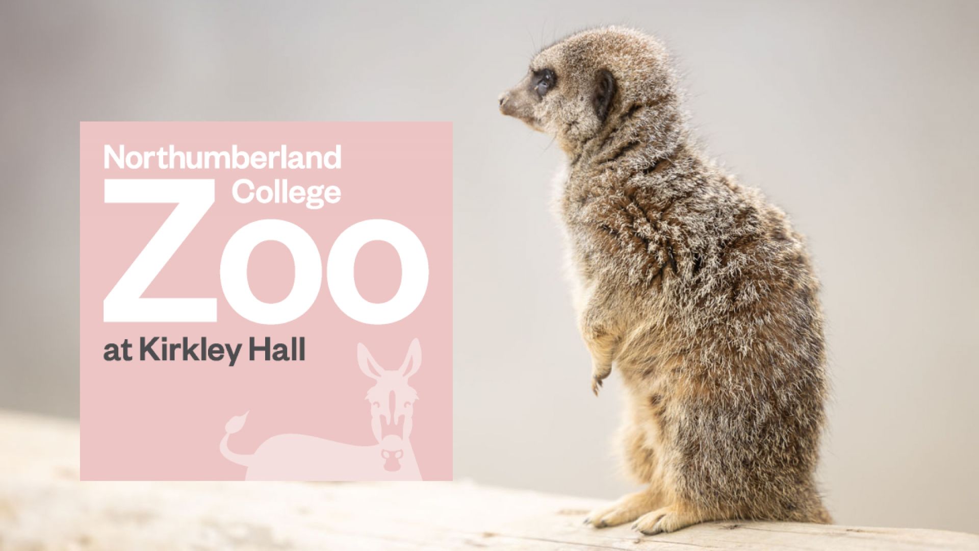 Northumberland College Zoo - Meerkats