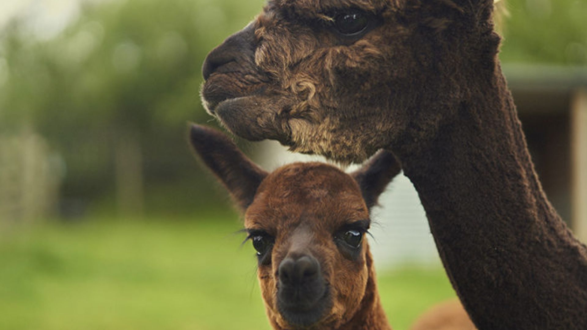 Northumberland College Zoo - Petting Animals
