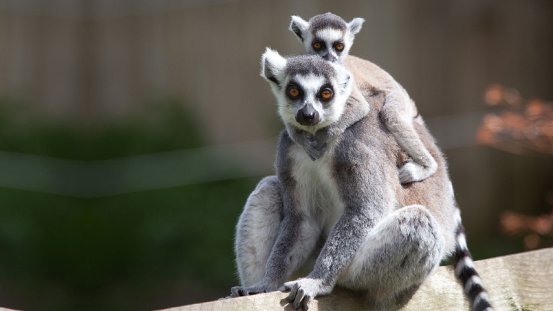 Northumberland College Zoo Family Ticket - Save Over 40%