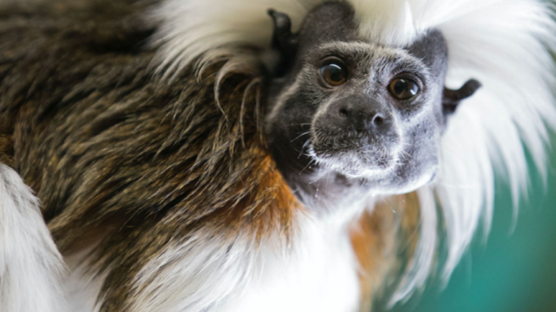 Northumberland College Zoo - Monkey