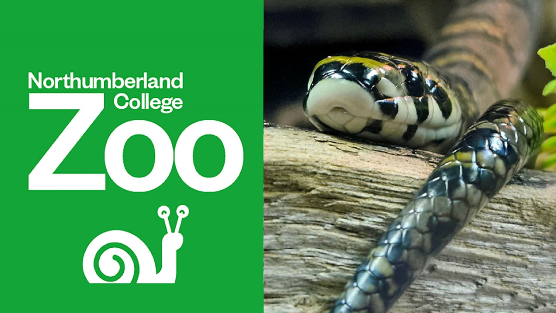 Northumberland College Zoo Family Ticket Offer