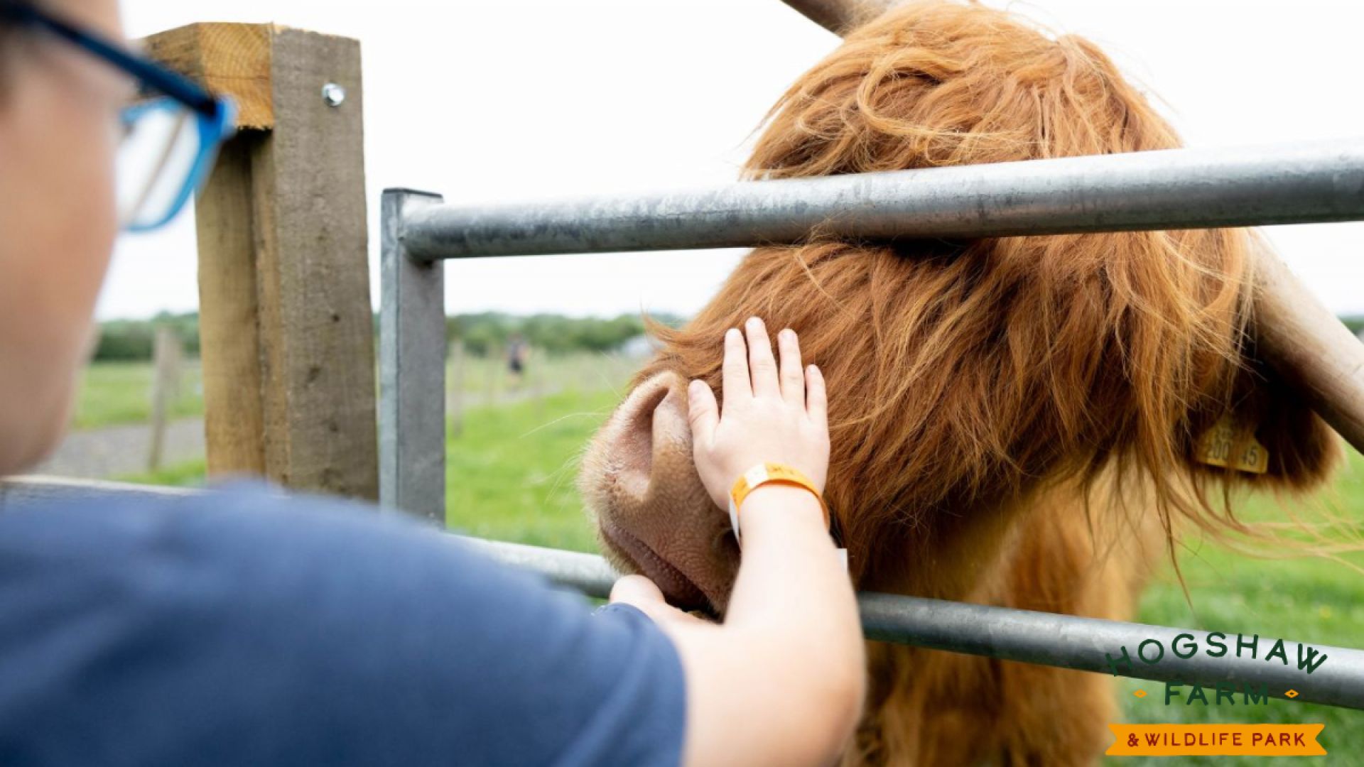 Hogshaw Farm and Wildlife Park family attraction in Buckinghamshire