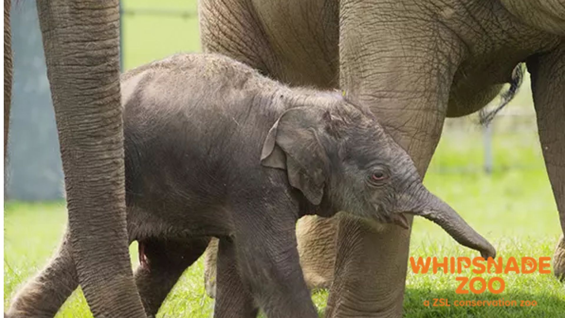Whipsnade Zoo