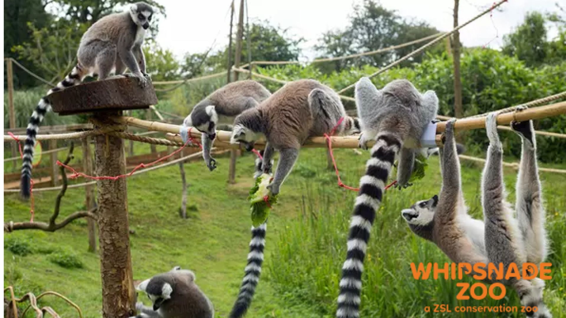 Whipsnade Zoo