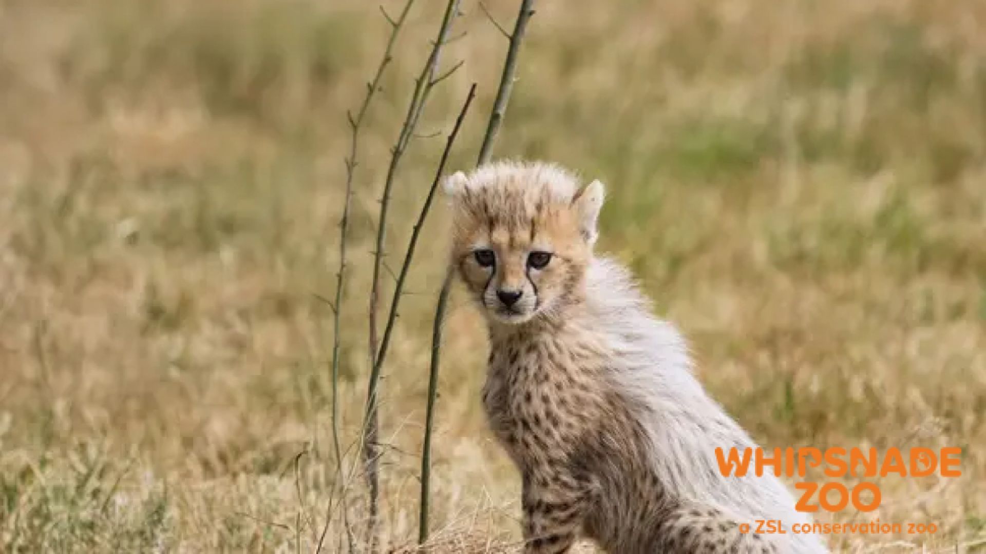 Whipsnade Zoo