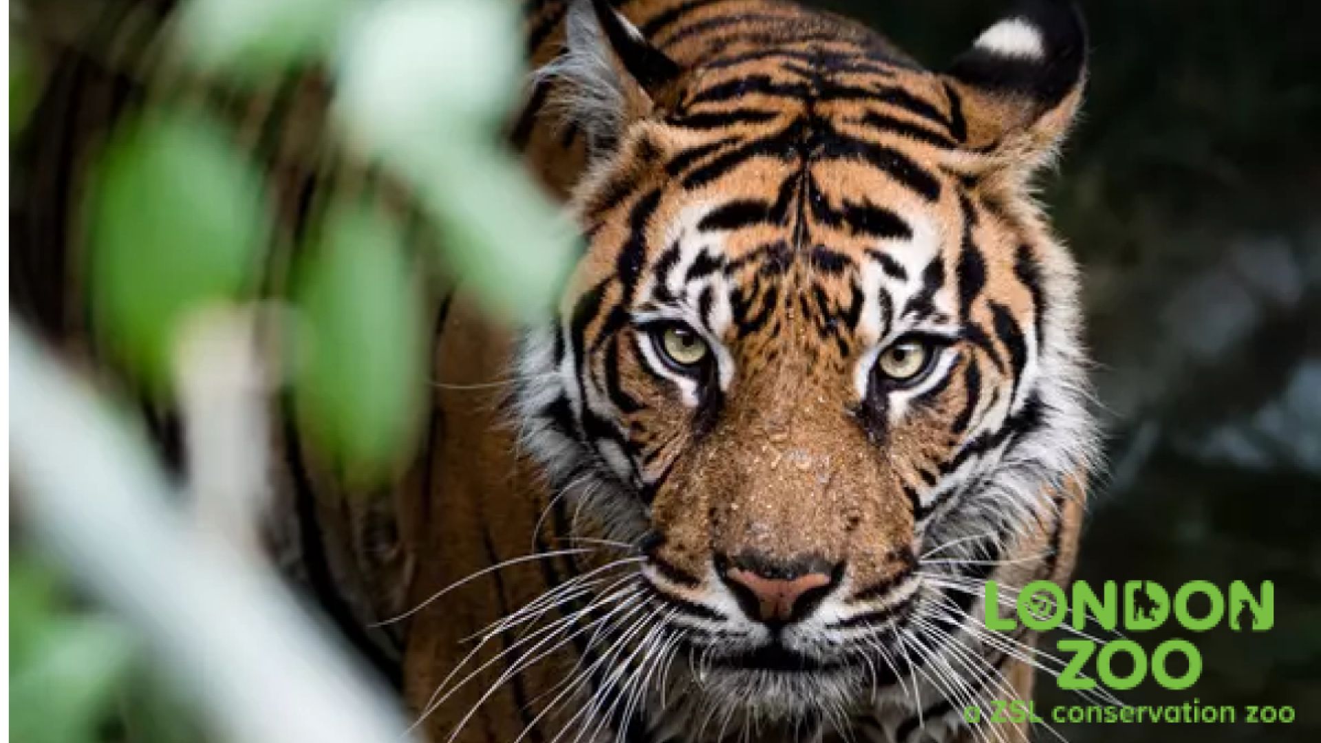 London Zoo