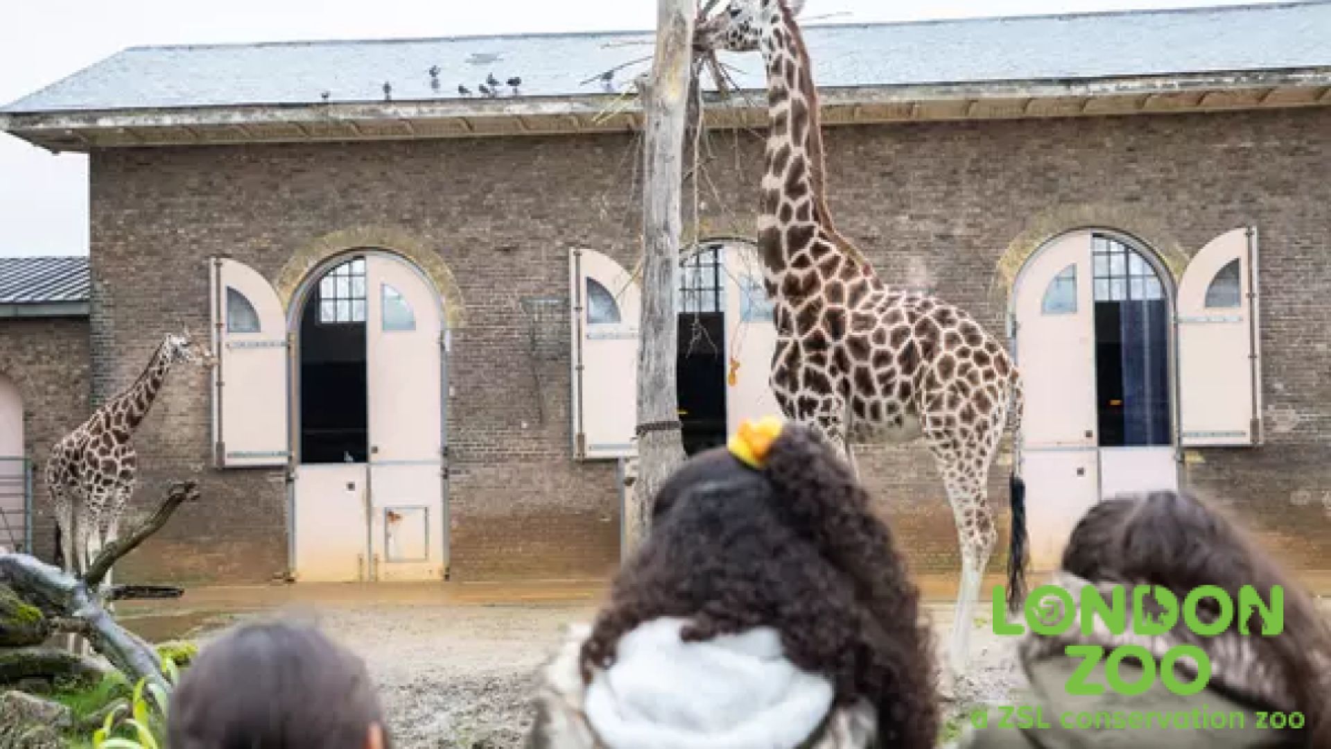 London Zoo