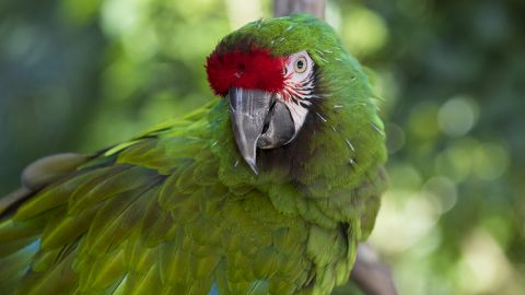 General Admission to Sarasota Jungle Gardens