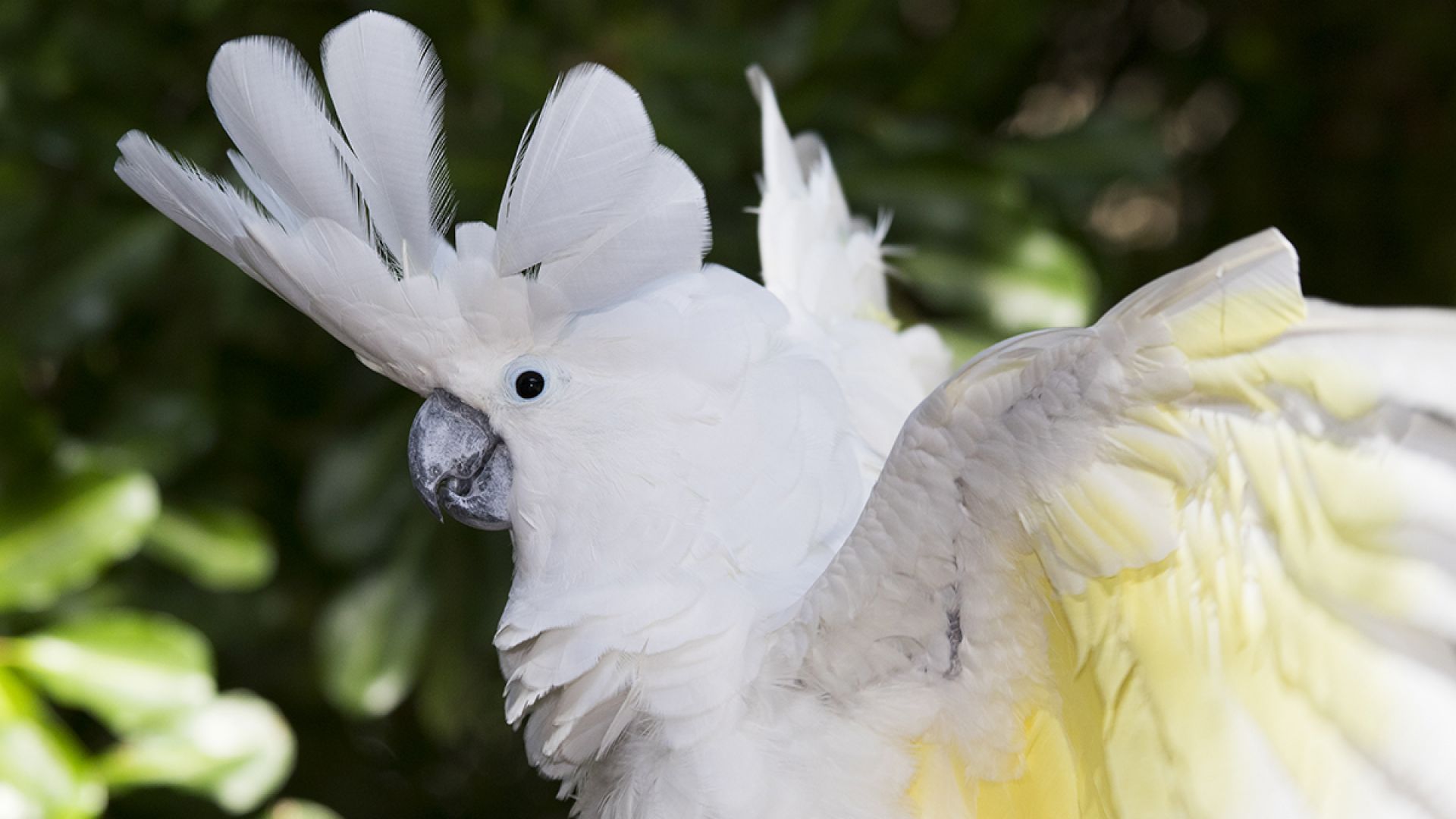 General Admission to Sarasota Jungle Gardens