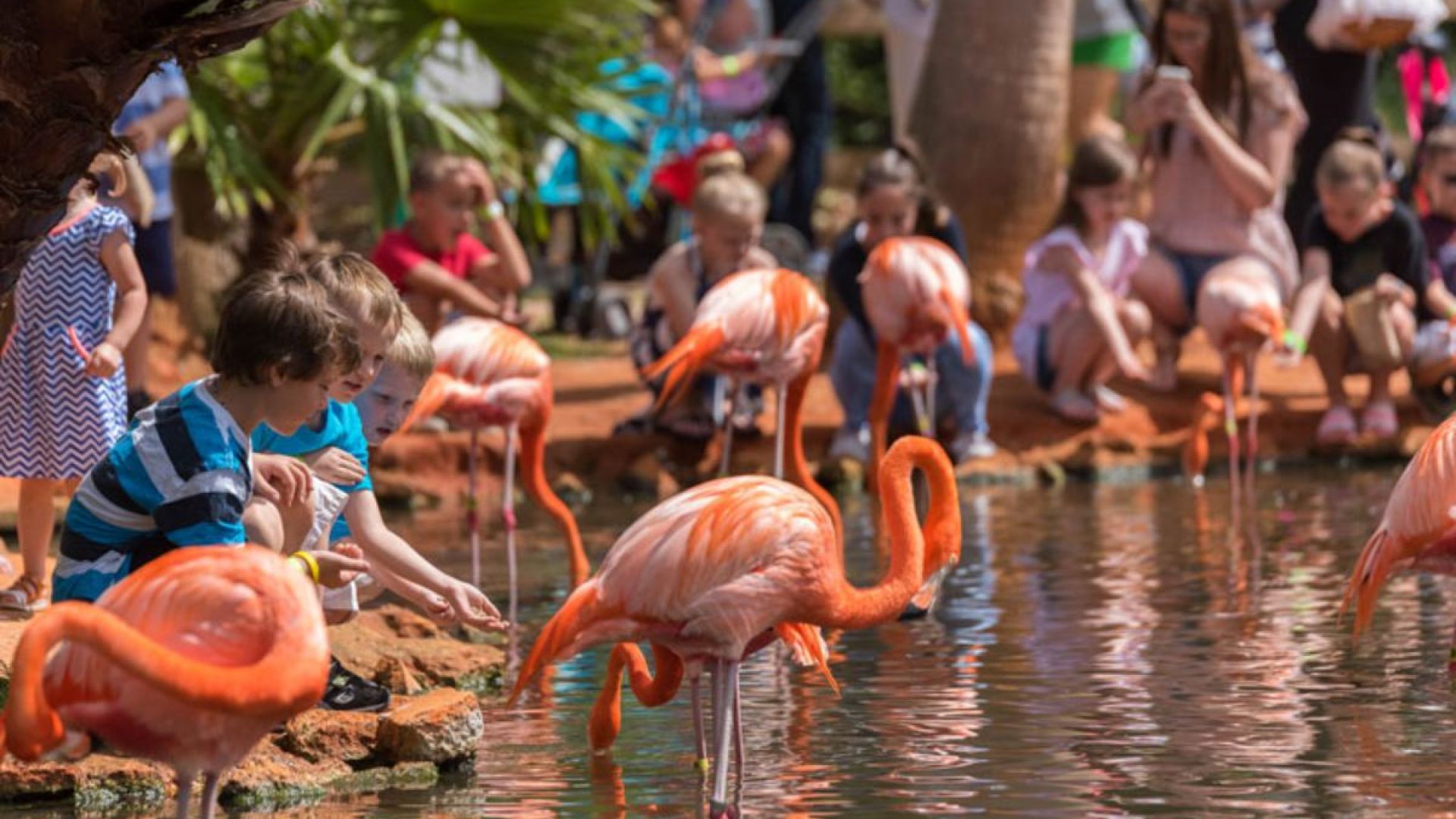 General Admission to Sarasota Jungle Gardens