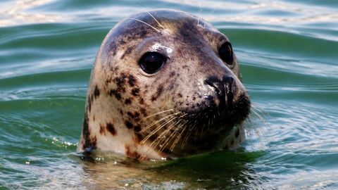 Seal Tour
