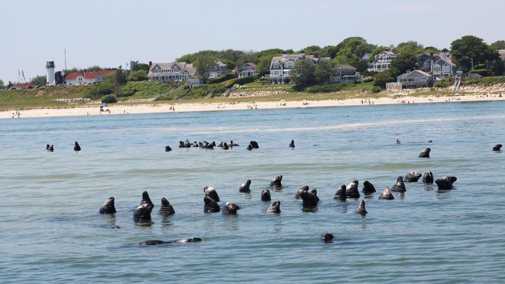Seal Tour