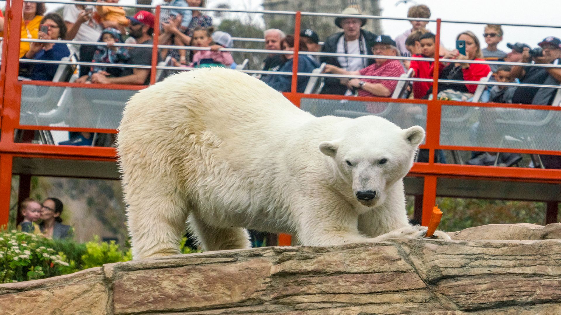 San Diego Zoo Tickets