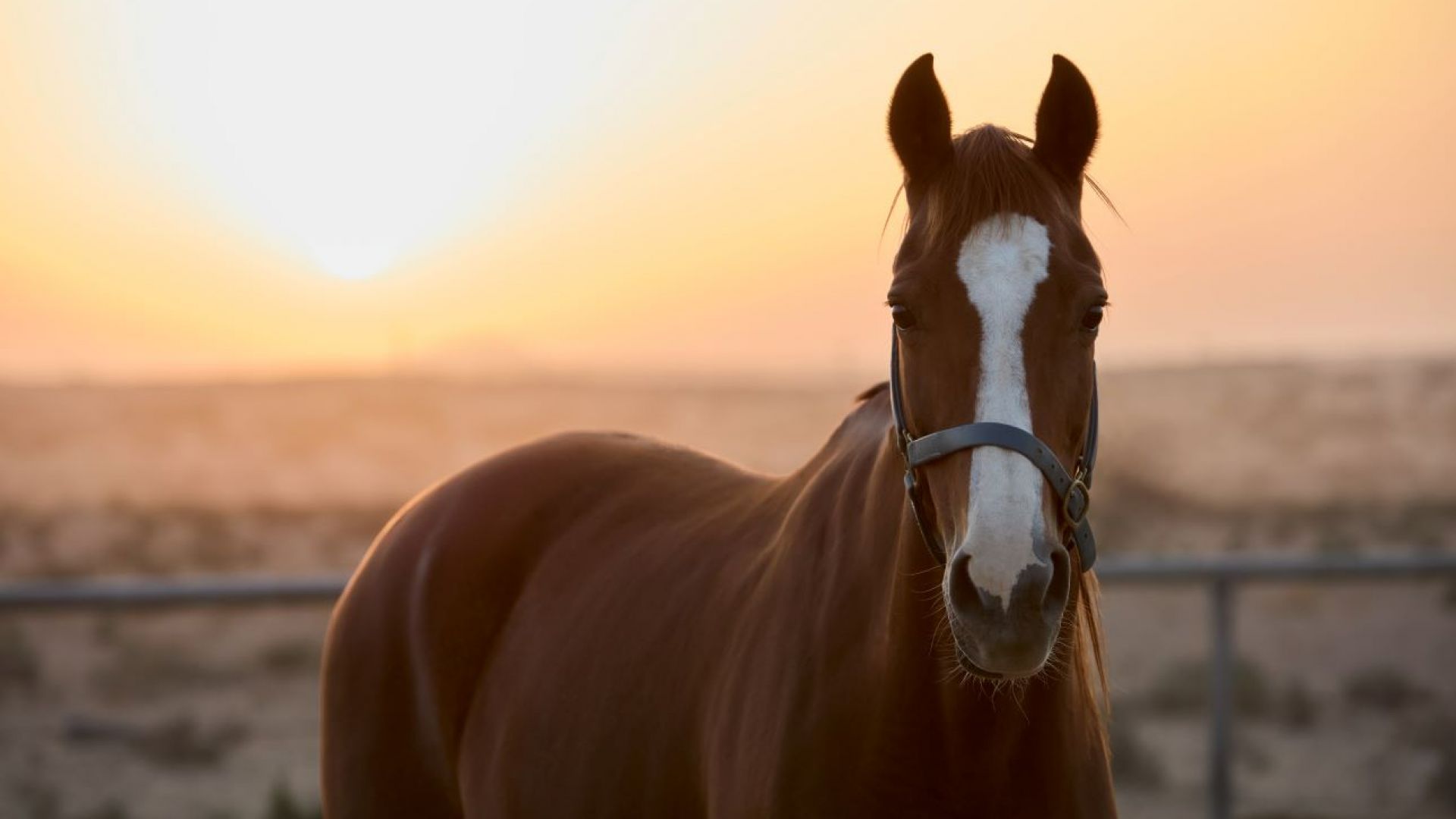 Al Maha - Desert Horseback Ride Experience