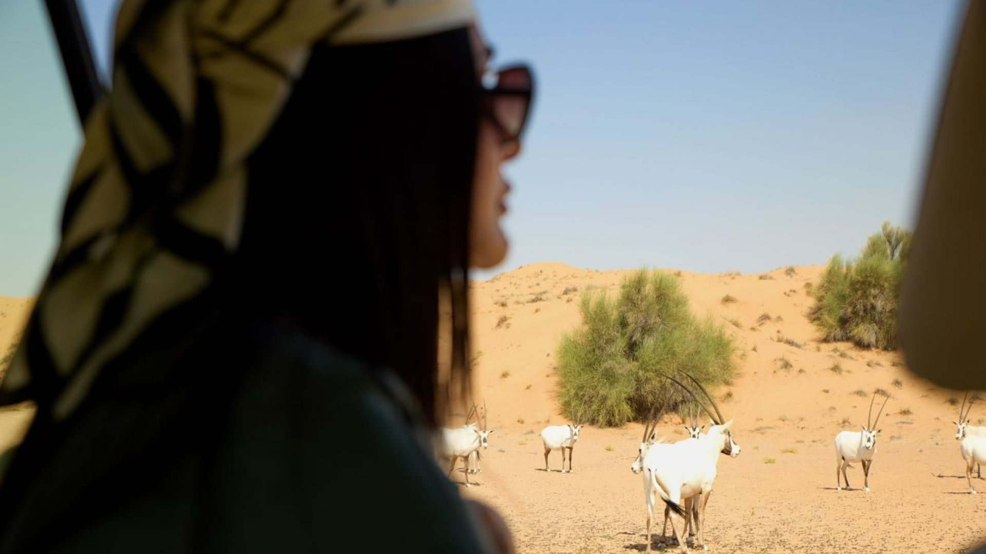Al Maha - Desert Adventure with Camel Trek, Lunch & Sunset Sundowner