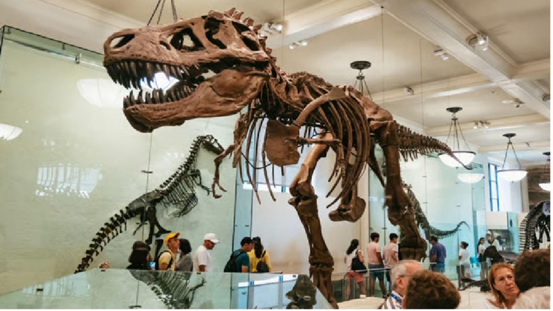 American Museum of Natural History Ticket