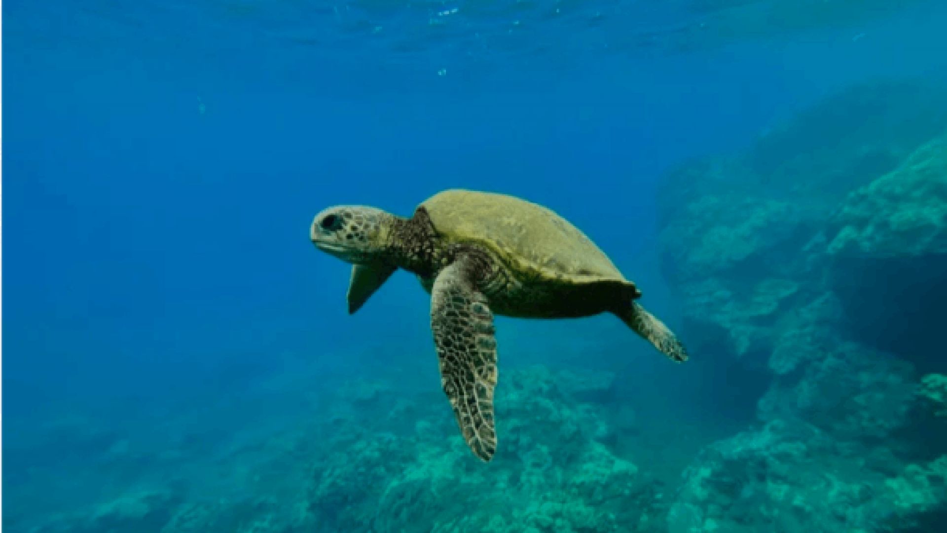 Turtle Town Coastal Expedition: Kayak & Turtles
