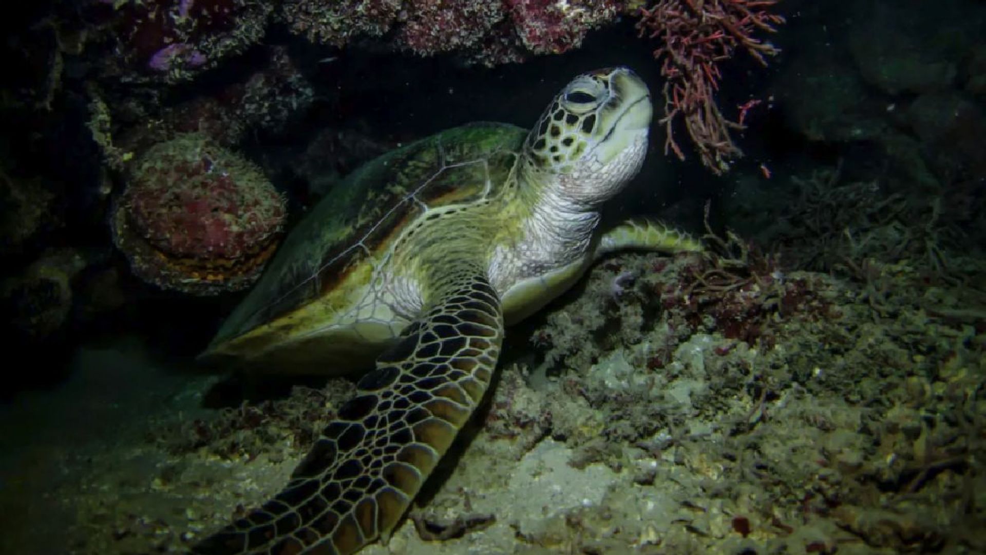 Turtle Town After Dark: Night Snorkel