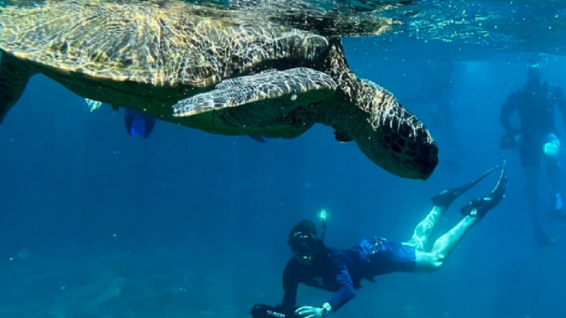 Turtle Town Signature Snorkel