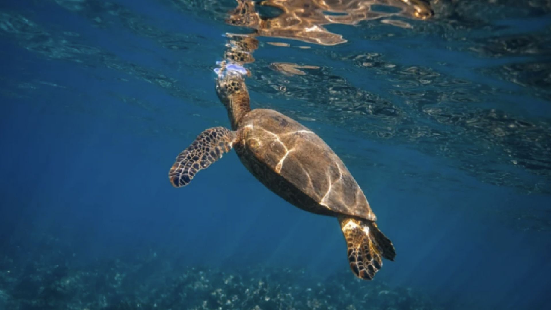Turtle Town Signature Snorkel