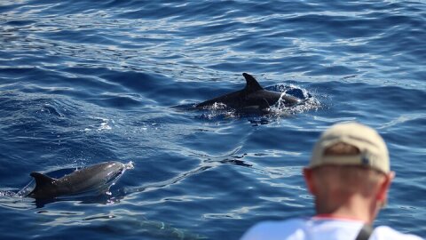 Half Day Madeira Island Cruise with Lunch