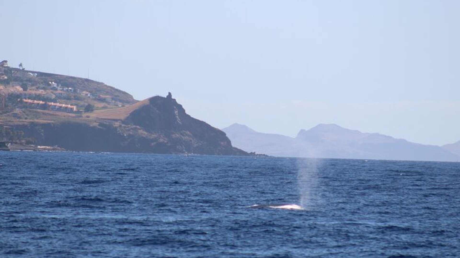 Half Day Madeira Island Cruise with Lunch