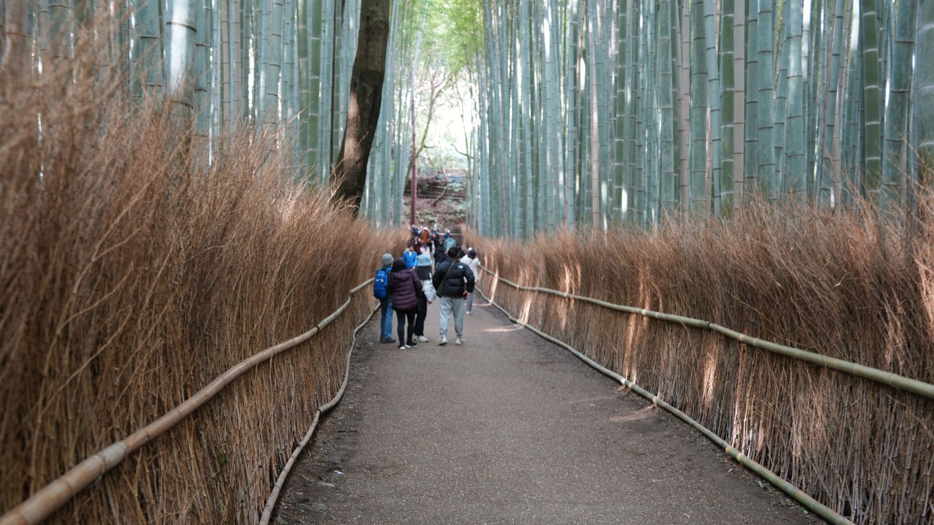 Full-Day Kyoto Bus Tour: Nijo Castle, Arashiyama & Fushimi Inari without tickets 7:30am