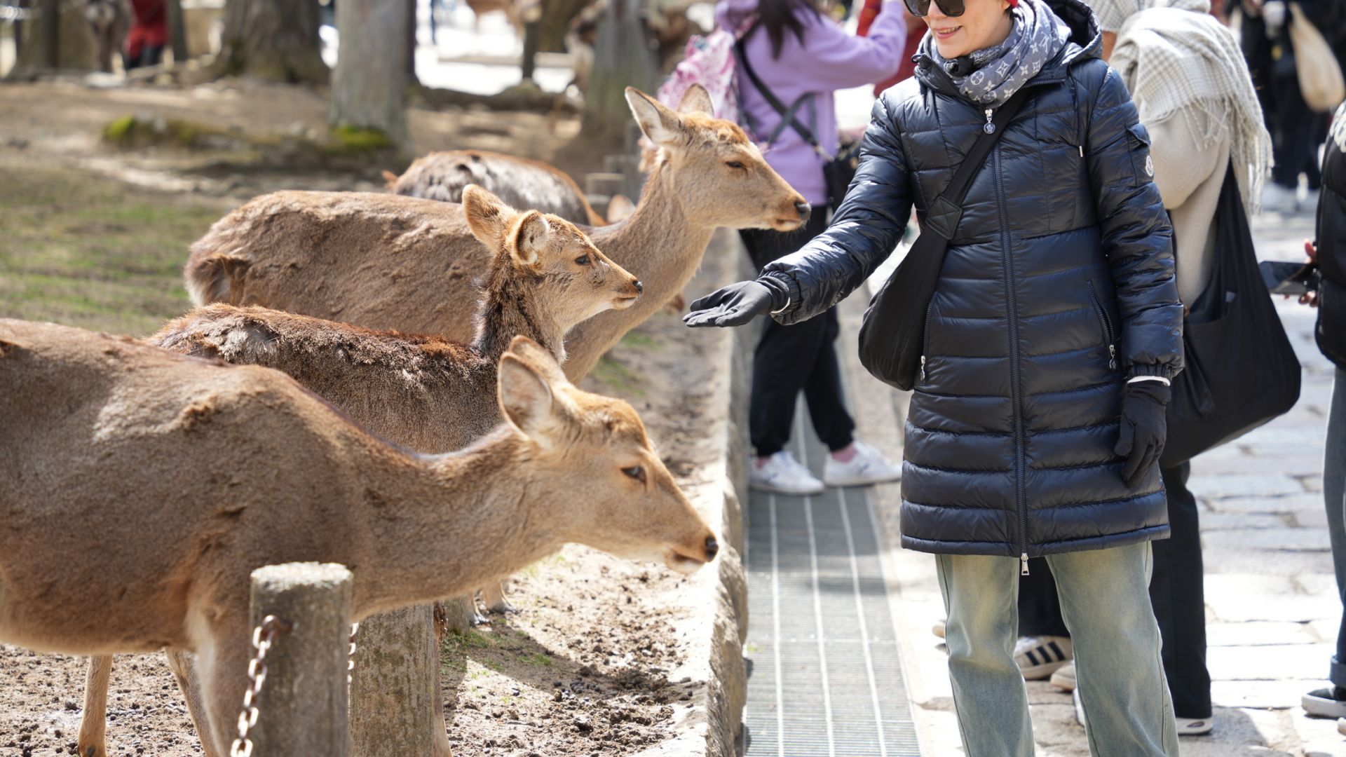Nara Park, Osaka and Kobe from Kyoto Shared Bilingual Tour