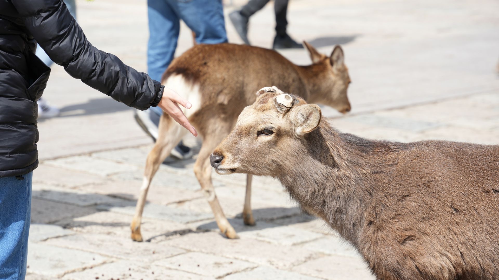 Nara Park, Osaka and Kobe from Kyoto Shared Bilingual Tour