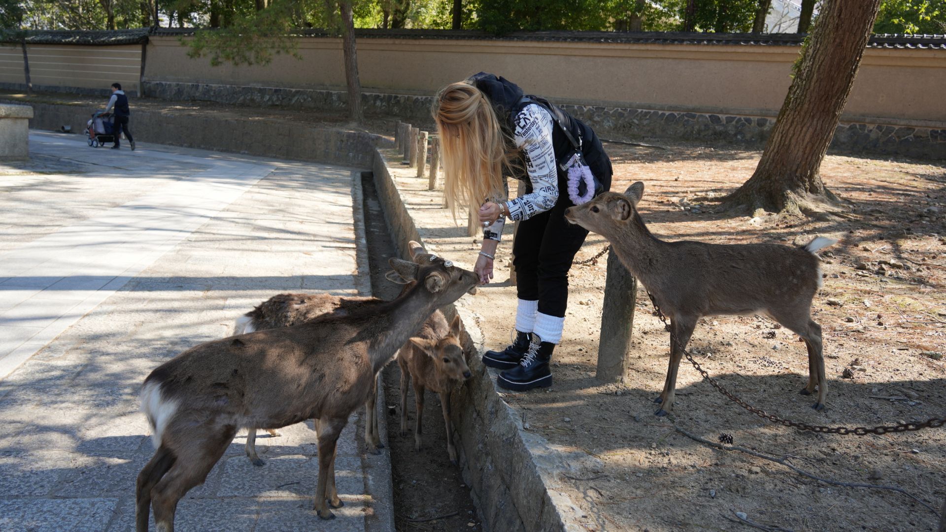 Visit Himeji, Nara, and Kobe from Osaka Bilingual Shared Tour