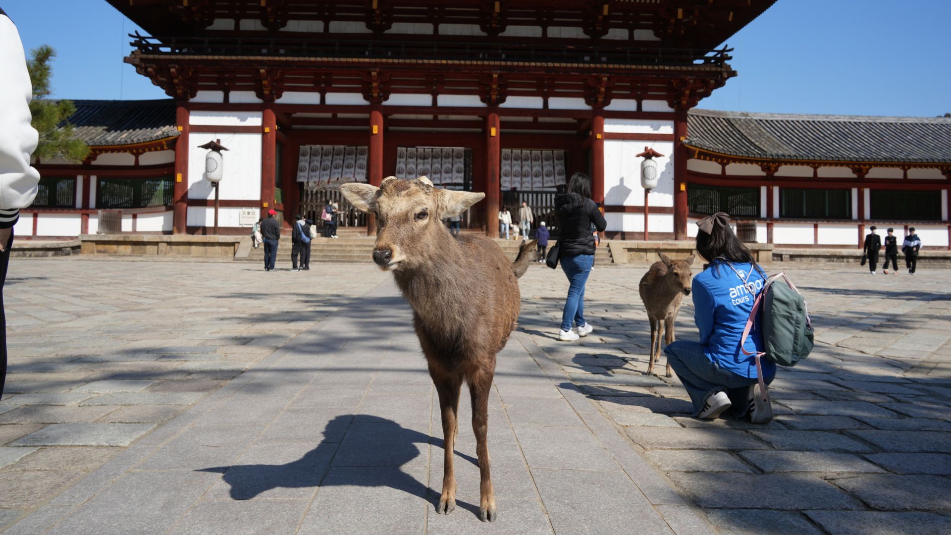 Visit Himeji, Nara, and Kobe from Osaka Bilingual Shared Tour