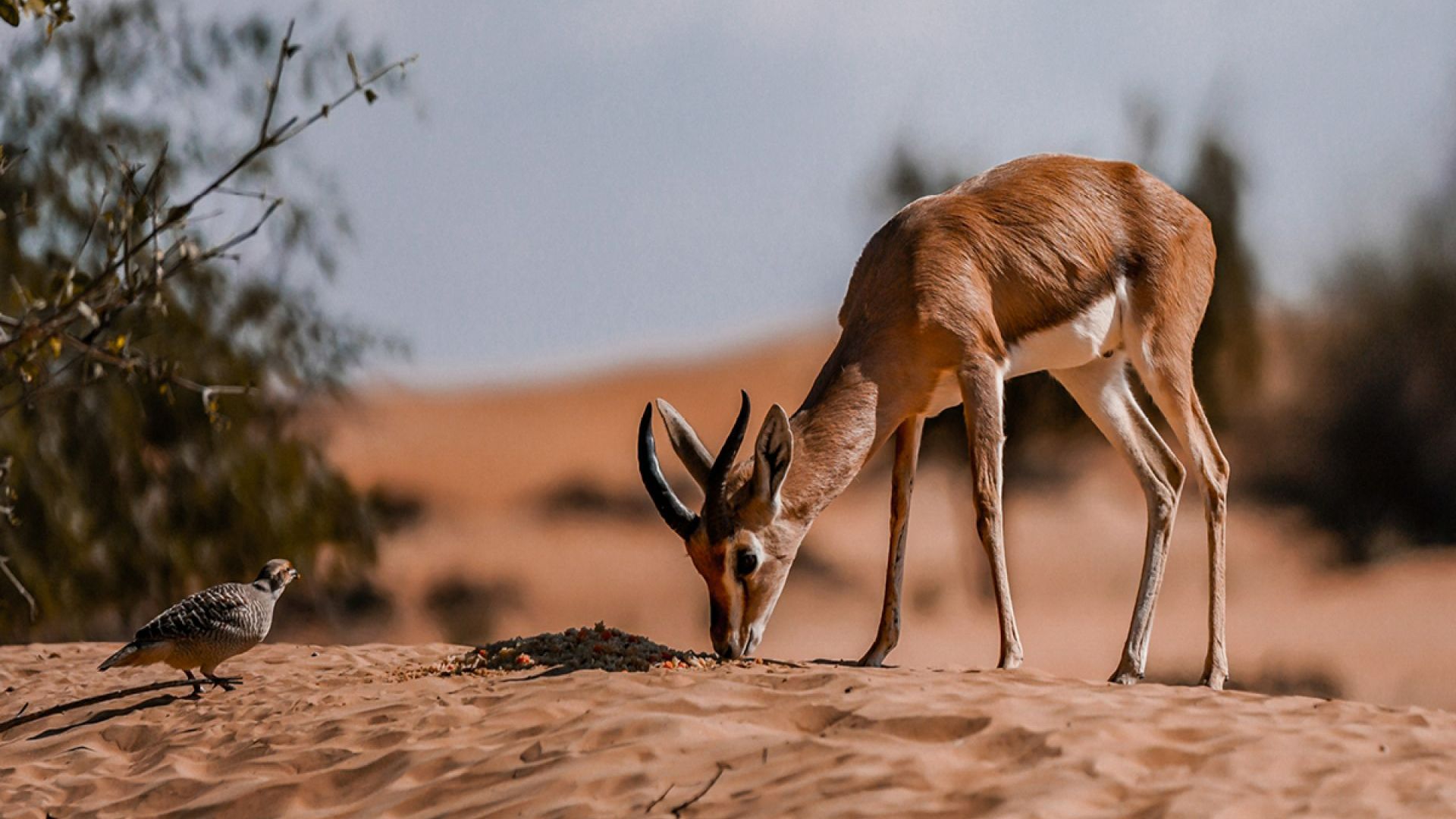 Morning Desert Safari - Shared Vehicle
