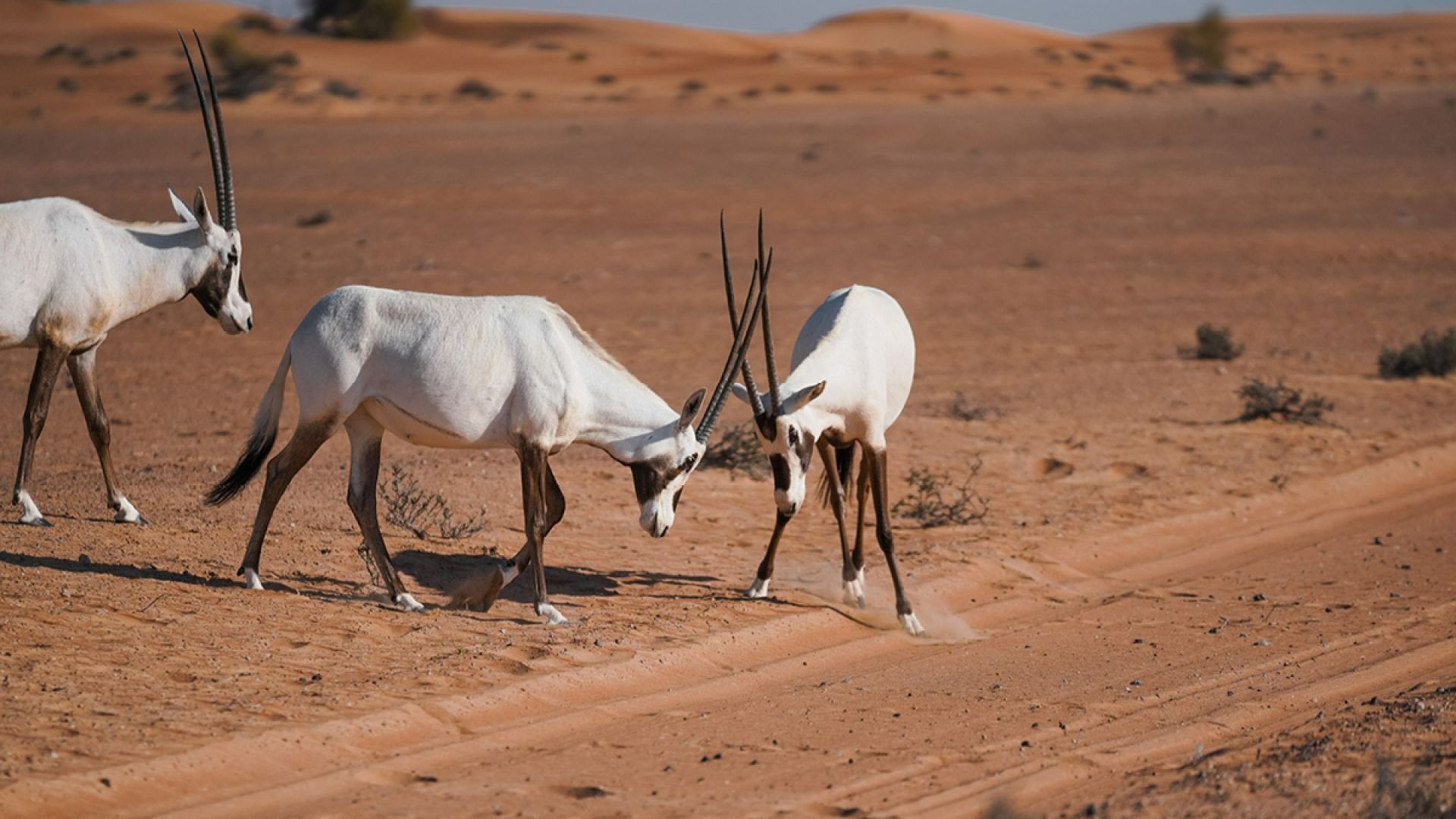 Evening Desert Safari - Private Vehicle + House Beverages