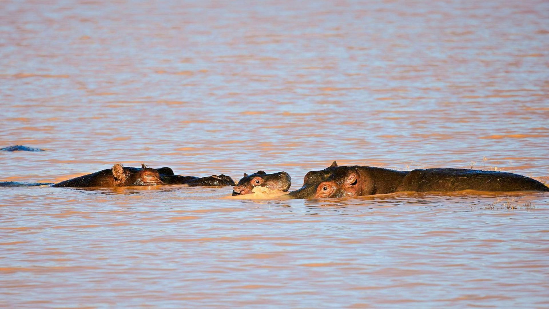 From Cape Town: Full-Day Big Five Safari Experience with Lunch at Aquila Game Reserve