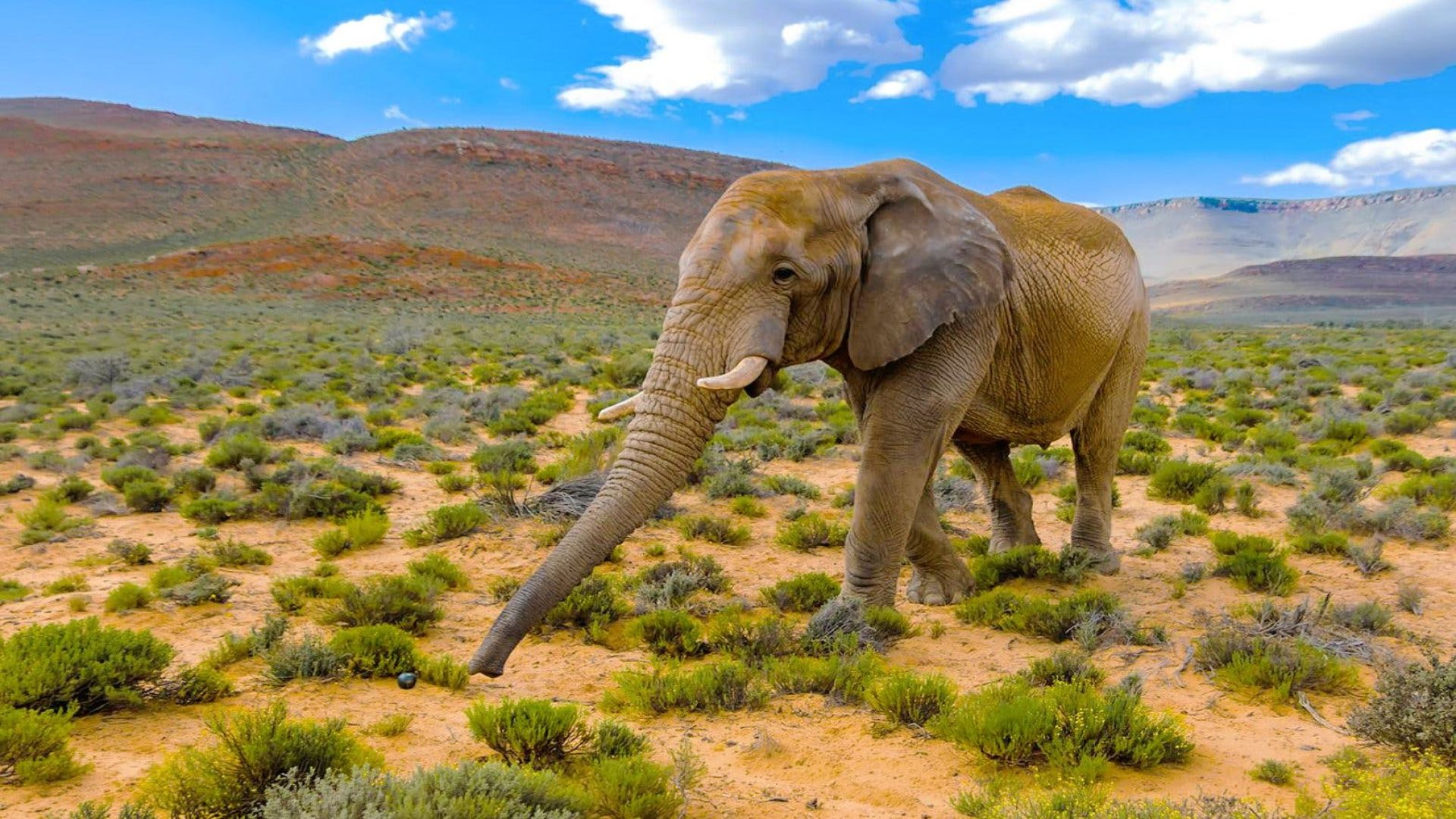 From Cape Town: Big Five Game Reserve with Lunch