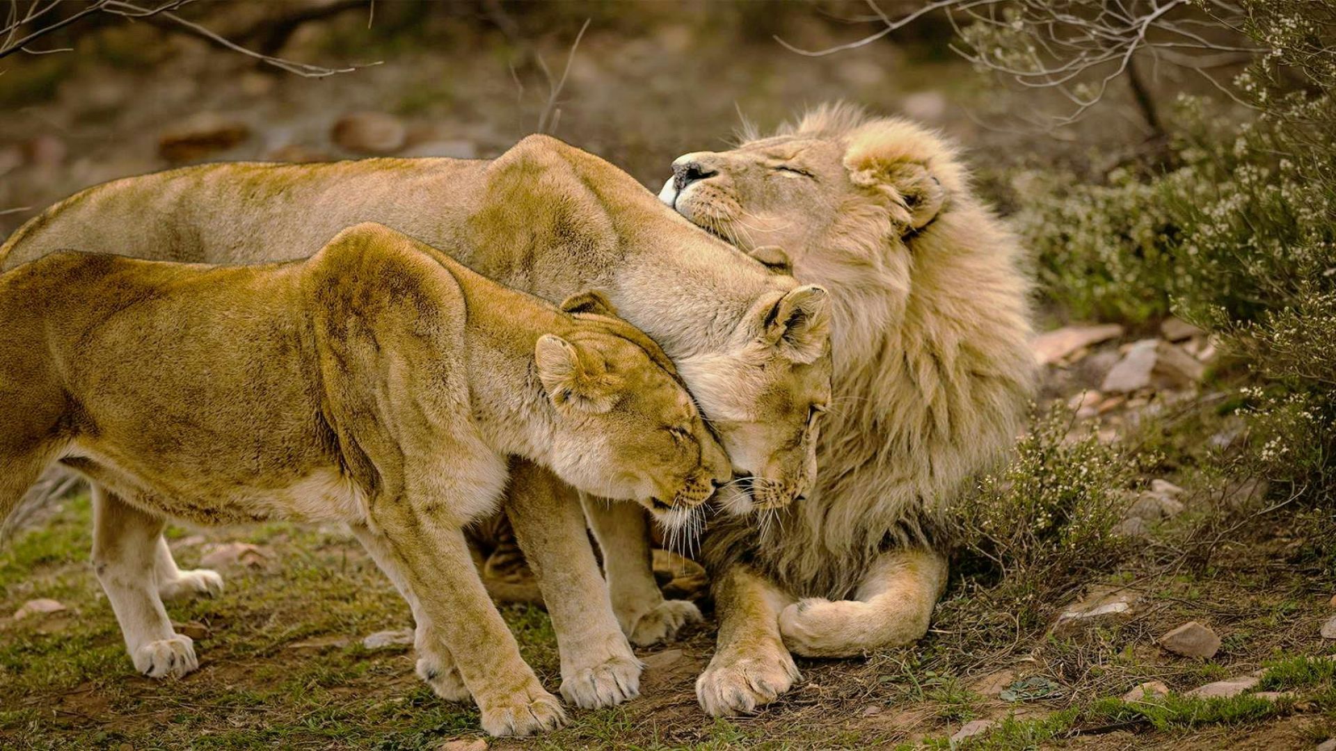 From Cape Town: Big Five Game Reserve with Lunch