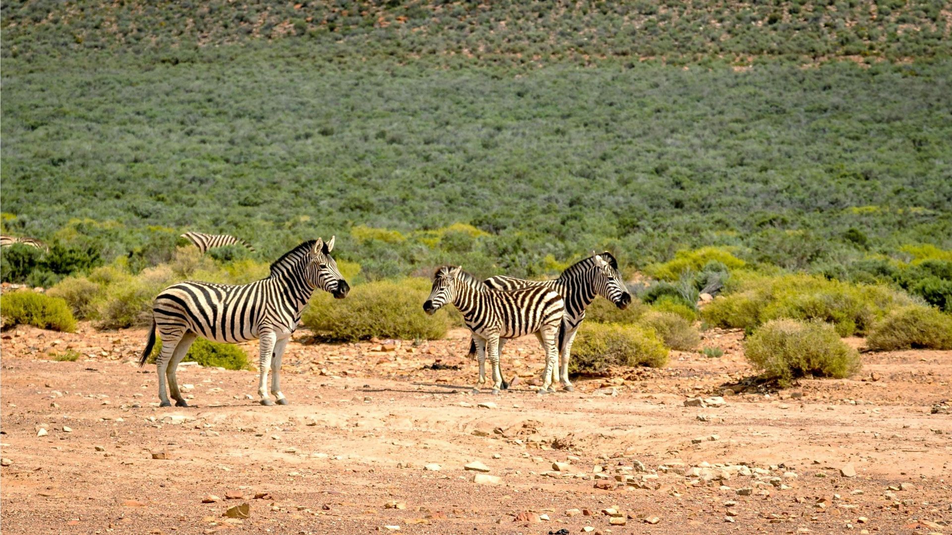 From Cape Town: Full-Day Big Five Safari Experience with Lunch at Aquila Game Reserve