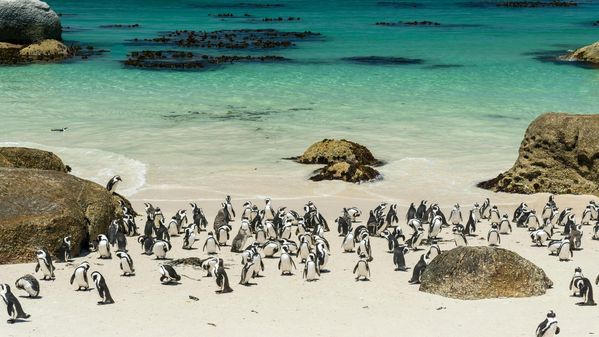 Robben Island, Boulders Beach Penguin Colony & Cape of Good Hope Full-Day Private Tour