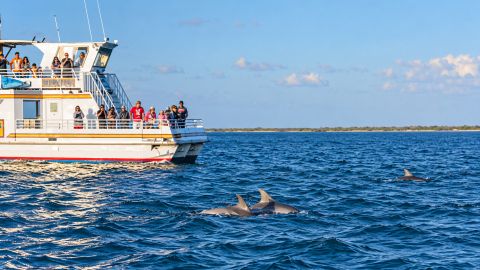 The Original Dolphin Watch Nature Tour and Shrimp Trawl