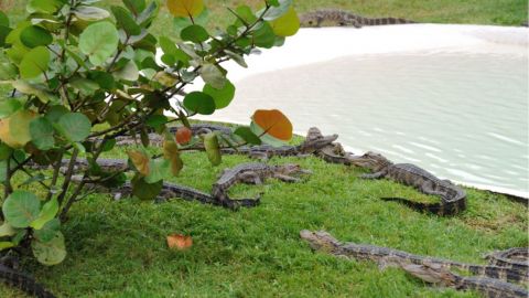 Boggy Creek 1 hour tour Ultimate